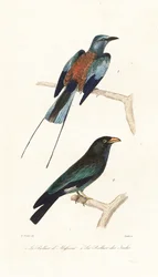 Abyssinischer Roller und Dollarvogel