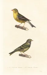 Atlantik-Kanarienvogel und Europäischer Girlitz