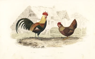 Hahn und Henne, Phasianus gallus