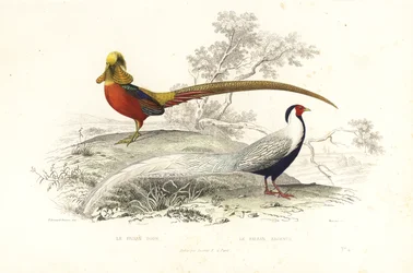 Goldfasan und Silberfasan