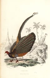 Großer Argus, Argusianus argus, gefährdet