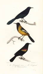 Großer Antillen-Grackel, Audubons Pirol und Rotflügel-Schwarzvogel