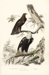 Großer Fleckadler und Weißkopfseeadler