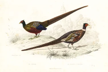 Grüner Fasan und Gemeiner Fasan