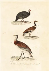 Perlhuhn und Trappen