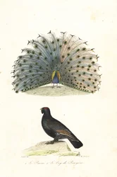 Indischer Pfau und Auerhuhn