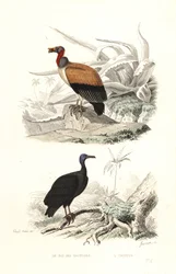 Königsgeier und Truthahngeier