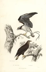 Fischadler und Seeadler.