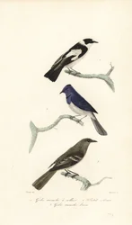 Trauerschnäpper, Blau- und Weißschnäpper und Neuseelandfächerschwanz