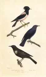 Ringdrossel, Blausteindrossel und Rosenstar