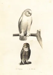 Schneeeule und Sperbereule