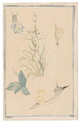 Manet - Skizzen von Schnecken, Blühende Pflanze, 1864-68