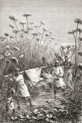 Dr. David Livingstone wird die letzten Meilen zum Dorf Tchitammbo, Afrika, kurz vor seinem Tod getragen, Illustration aus "The World in the Hands", graviert von Henri Theophile Hildibrand