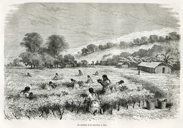 Das Pflücken der Kokablätter im Ituata-Tal, Zeichnung von E. Riou, zur Illustration der Reise in die Region Titicaca und die Täler des Ostens von Unterperu, 1873 von Paul Marcoy. Gravur in „Le tour du monde“