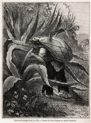 Die Sammlung von Pulque, einem traditionellen aztekischen Getränk, das aus der Fermentation des Safts der Agave Pulquero gewonnen wird, Zeichnung von Riou, zur Illustration der Reise nach Mexiko von E.Vigneaux in den Jahren 1854-1855. Gravur in „Le tour du