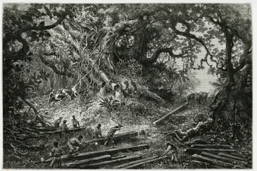 Die Ausbeutung von Mahagoni in den Wäldern der Anden. Gravur von Riou, zur Illustration der Geschichte „Reise nach Yucatan und das Land der Lacandons“, 1882, von Désiré Charnay (1828-1915), Archäologe und Fotograf. Veröffentlicht in der Tour du monde.