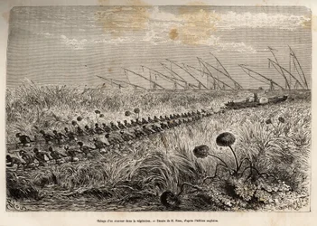 Das Schleppen eines Dampfschiffs durch die Vegetationsflöße, die den Hohlkanal auf dem Weg aus einem Sumpf überwuchern, Radierung nach einer Zeichnung von E. Riou, zur Illustration einer bewaffneten Expedition in Zentralafrika zur Unterdrückung des