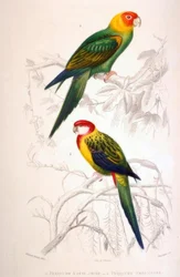 1. Perruche à tête jaune. 2. Perruche omnicolore