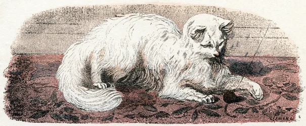 Angorakatze - „Alphabet illustriert Tiere“ 19. Jahrhundert