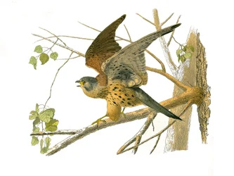 Naturgeschichtstafel: Zoologische Tafel, die nachtaktive Greifvögel darstellt. Die Krehe. Tafel aus den neun Bänden über Vögel in „Werke komplett von Buffon“ geschrieben von Naturforscher Georges Louis Leclerc, Graf von Buffon (1707-1788) zwischen 1749 und