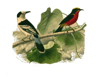 Naturgeschichtstafel: Zoologische Tafel, die nachtaktive Raubvögel darstellt. Der Vanga und der Gonolek. Tafel aus den neun Bänden über Vögel in „Gesammelte Werke von Buffon“ geschrieben von dem Naturforscher Georges Louis Leclerc, Graf von Buffon