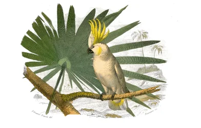 Naturgeschichtstafel: Zoologische Tafel, die Kletterer darstellt. Der Kakadu hat eine gelbe Haube. Tafel aus den neun Bänden über Vögel in „Gesammelte Werke von Buffon“ geschrieben von dem Naturforscher Georges Louis Leclerc, Graf von Buffon (1707-1788) zw