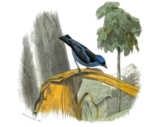 Naturgeschichtstafel: Zoologische Tafel, die insektenfressende Sperlingsvögel (mit Kerbe) darstellt. Der blaue Pitpit. Tafel aus den neun Bänden über Vögel in „Gesammelte Werke von Buffon“ geschrieben von dem Naturforscher Georges Louis Leclerc, Graf von B
