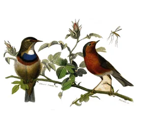 Naturgeschichte Platte: Zoologische Tafel, die Insektenfresser darstellt