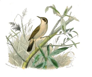 Naturgeschichtstafel: Zoologische Tafel, die konischschnäbelige Sperlingsvögel darstellt. Der Rotkopf. Tafel aus den neun Bänden über Vögel in „Werke komplett von Buffon“ geschrieben von Naturforscher Georges Louis Leclerc, Graf von Buffon (1707-1788)
