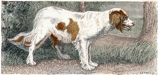 Spaniel (Hund) - „Alphabet illustriert Tiere“ 19. Jahrhundert (Gravur)