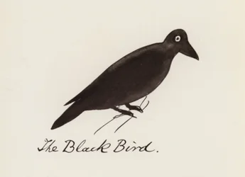 Das Vogelbuch: Der schwarze Vogel