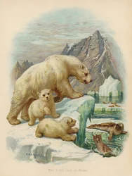 Der Eisbär zu Hause