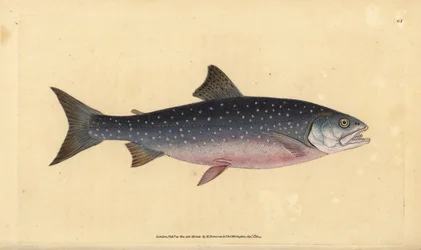 Arktische Saibling, Salvelinus alpinus alpinus. Handkolorierte Kupferstichzeichnung und -gravur von Edward Donovan aus seiner „Natural History of British Fishes“, Donovan und F.C. und J. Rivington, London