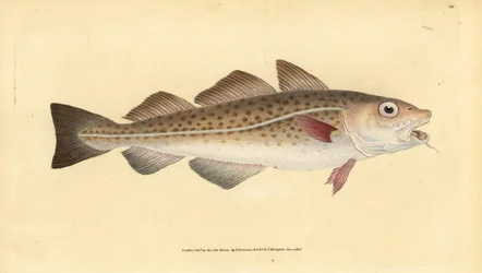 Atlantischer Kabeljau, Gadus morhua. Handkolorierte Kupferstich von Edward Donovan aus seiner Natural History of British Fishes, Donovan und F.C. und J. Rivington, London
