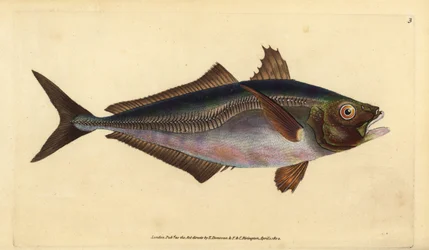 Atlantischer Stöcker, Trachurus trachurus (Stöcker, Scomber trachurus). Handkolorierte Kupferplatte gezeichnet und graviert von Edward Donovan aus seiner Naturgeschichte der britischen Fische, Donovan und F.C. und J. Rivington, London