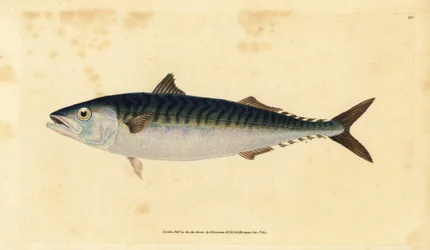 Atlantischer Makrele, Scomber scombrus (Makrele, Scomber scomber)