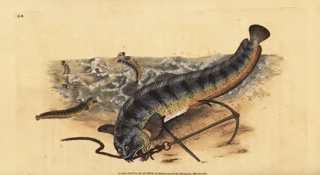 Atlantischer Seewolf, Anarhichas lupus. Handkolorierte Kupferstichzeichnung und -gravur von Edward Donovan aus seiner „Natural History of British Fishes“, Donovan und F.C. und J. Rivington, London