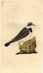 Sandregenpfeifer. Charadrius hiaticula. Kupferstich von Edward Donovan (1768-1837), veröffentlicht in Histoire naturelle des oiseaux britanniques, London