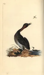 Schwarzkehl-Lappentaucher, Podiceps hebridicus. (Zwergtaucher, Tachybaptus ruficollis?) Handkolorierte Kupferplatte, gezeichnet und gestochen von Edward Donovan für seine eigene „Naturgeschichte der britischen Vögel“, London