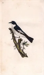 Trauerschnäpper. Ficedula hypoleuca (Muscicapa atricapilla). Kupferstich von Edward Donovan (1768-1837), veröffentlicht in Histoire naturelle des oiseaux britanniques, London