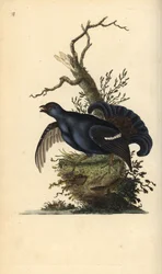 Birkhuhn, Tetrao tetrix. Handkolorierte Kupferstichplatte, gezeichnet und gestochen von Edward Donovan nach seinem eigenen Werk „Natural History of British Birds“, London