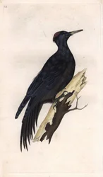 Schwarzspecht. Dryocopus martius (Picus martius). Kupferstich von Edward Donovan (1768-1837), veröffentlicht in Histoire naturelle des oiseaux britanniques, London