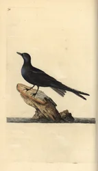 Trauerseeschwalbe, Chlidonias niger. Von Edward Donovan gezeichnet und gestochen, aus seinem eigenen Werk „Natural History of British Birds“, London