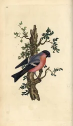 Gimpel, Pyrrhula pyrrhula. Handkolorierte Kupferstichgravur aus „Natural History of British Birds“ von Edward Donovan