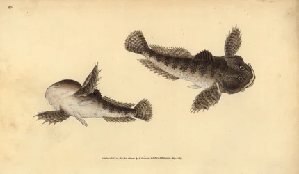 Koppe, Cottus gobio. Handkolorierte Kupferstichzeichnung und -gravur von Edward Donovan aus seiner „Natural History of British Fishes“, Donovan und F.C. und J. Rivington, London