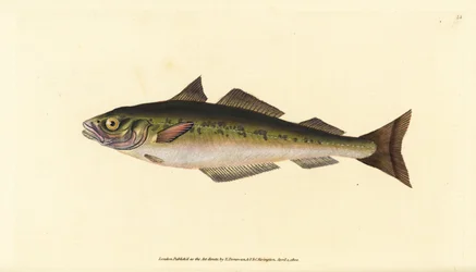 Köhler, Pollachius virens. Handkolorierte Kupferstich von Edward Donovan aus seiner Natural History of British Fishes, Donovan und F.C. und J. Rivington, London