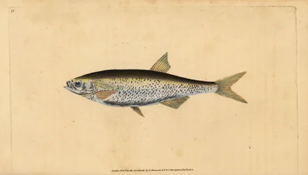 Ukelei, Alburnus alburnus (Cyprinus alburnus). Handkolorierte Kupferstichzeichnung und Gravur von Edward Donovan aus seiner Natural History of British Fishes, Donovan und F.C. und J. Rivington, London