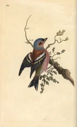 Buchfink, Fringilla coelebs. Handkolorierte Kupferstich von Edward Donovan aus seiner Natural History of British Birds, London