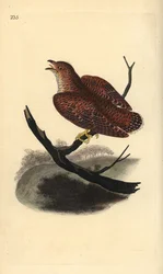 Kuckuck (juvenil), Cuculus canorus. Handkolorierter Kupferstich von Edward Donovan aus seiner eigenen „Natural History of British Birds“, London