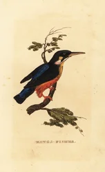 Eisvogel, Alcedo atthis